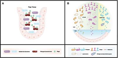 Advances and optimization strategies in bacteriophage therapy for treating inflammatory bowel disease